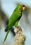 Scarlet-fronted Parakeet