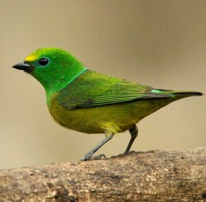 Blue-naped Chlorophonia