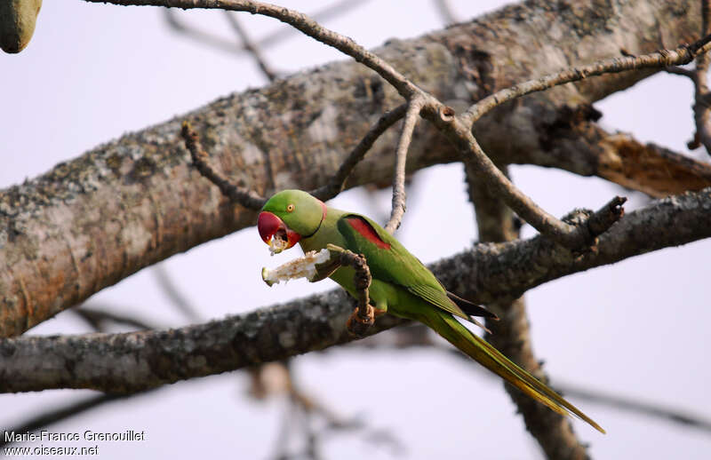 Alexandrine Parakeet male adult breeding, feeding habits, eats