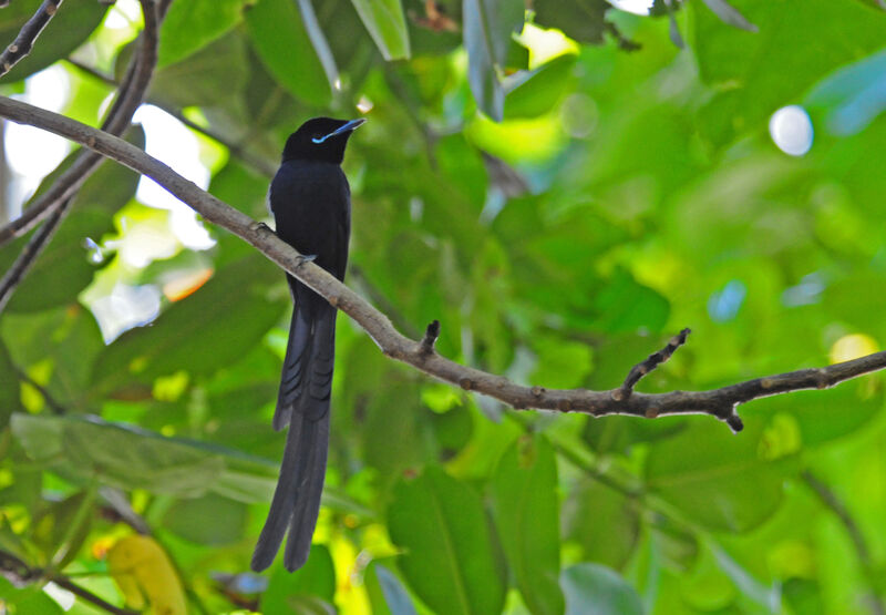Seychelles Paradise Flycatcher male adult