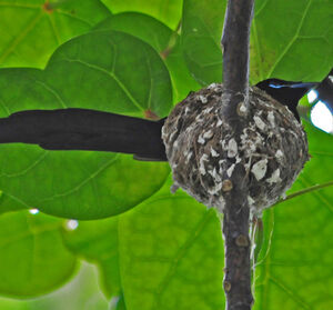 Seychelles Paradise Flycatcher