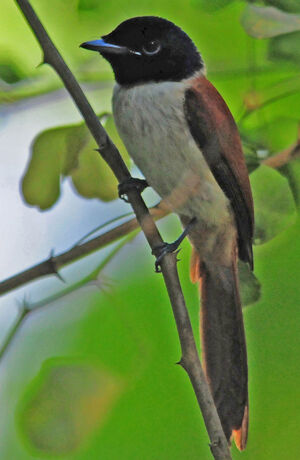 Seychelles Paradise Flycatcher