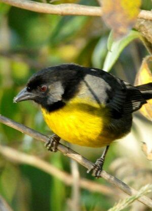 Santa Marta Brush Finch