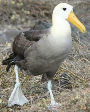 Albatros des Galapagos
