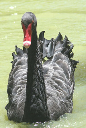 Cygne noir