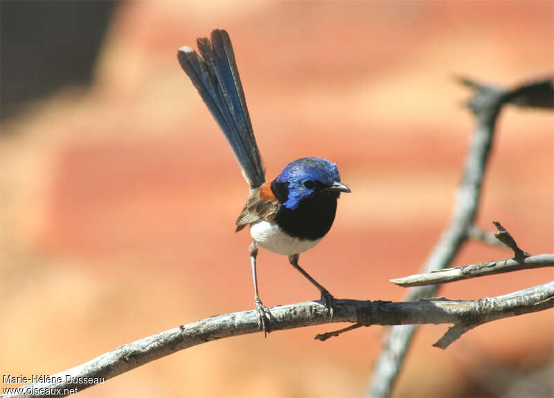Blue-breasted Fairywren male adult, Behaviour