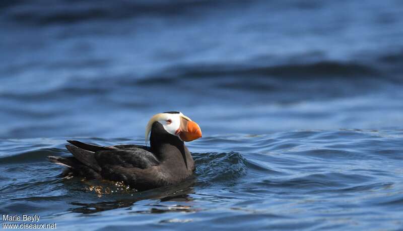Tufted Puffinadult, pigmentation, swimming