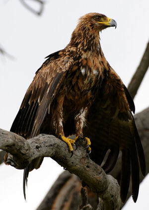 Aigle ravisseur