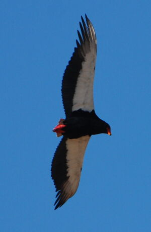 Bateleur des savanes