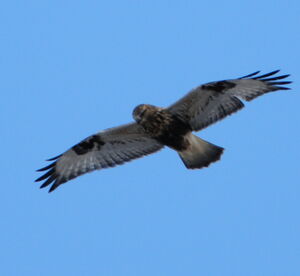 Rough-legged Buzzard 
&copy; Marine Drouilly
