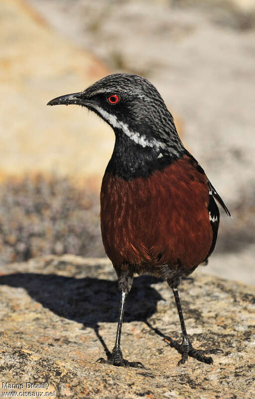 Cape Rockjumper male adult, close-up portrait