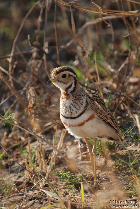 Three-banded Courser, identification