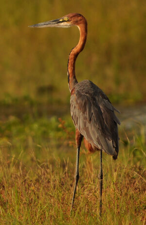Goliath Heron