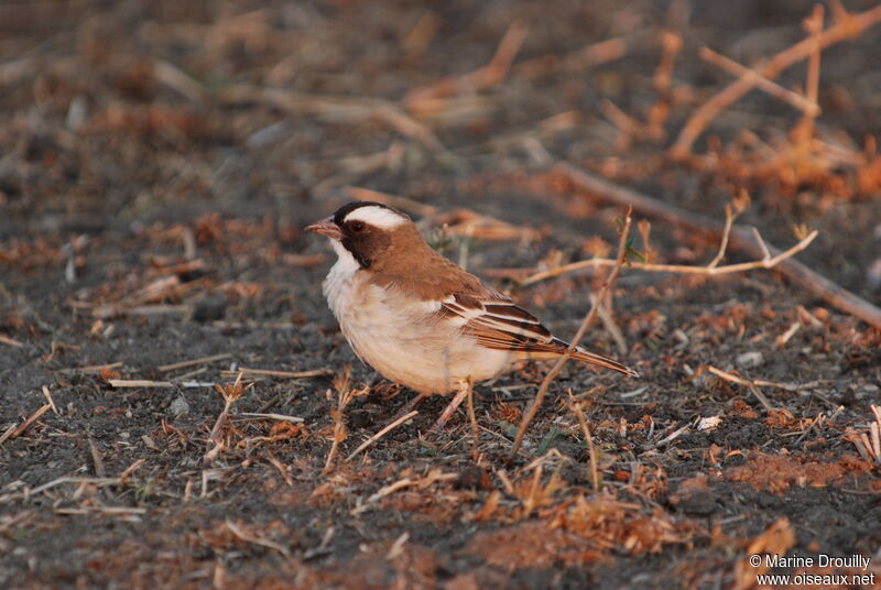 White-browed Sparrow-Weaverjuvenile, identification