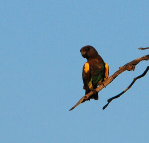 Meyer's Parrot