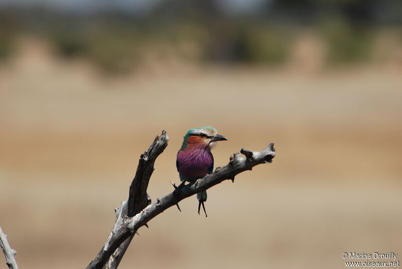 Lilac-breasted Roller, identification