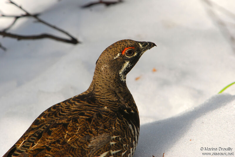 Spruce Grouse male adult, identification