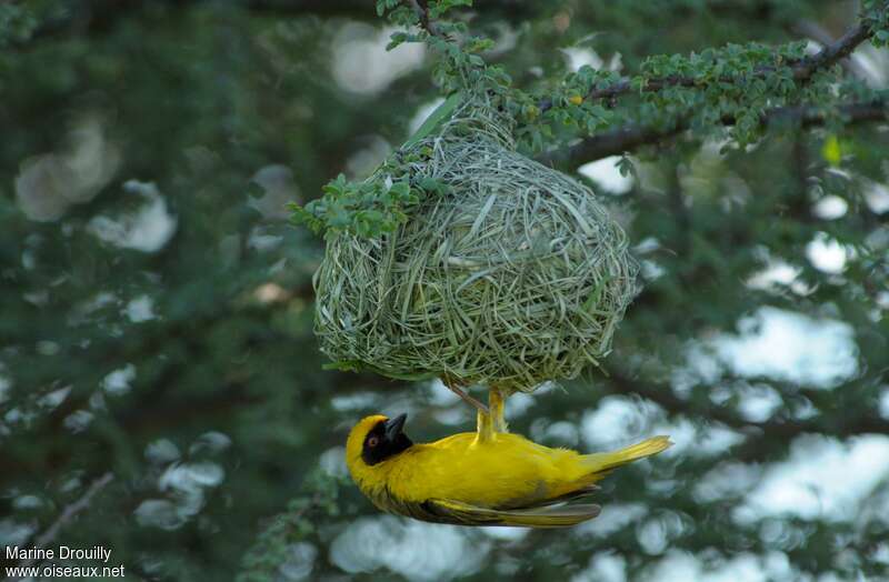 Southern Masked Weaver male adult breeding, Reproduction-nesting