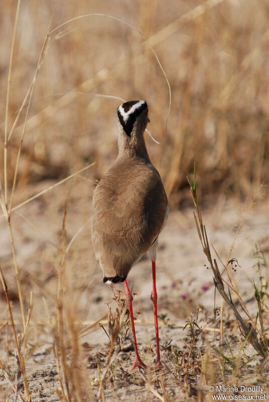 Crowned Lapwing, identification
