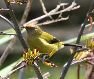 New Zealand Bellbird