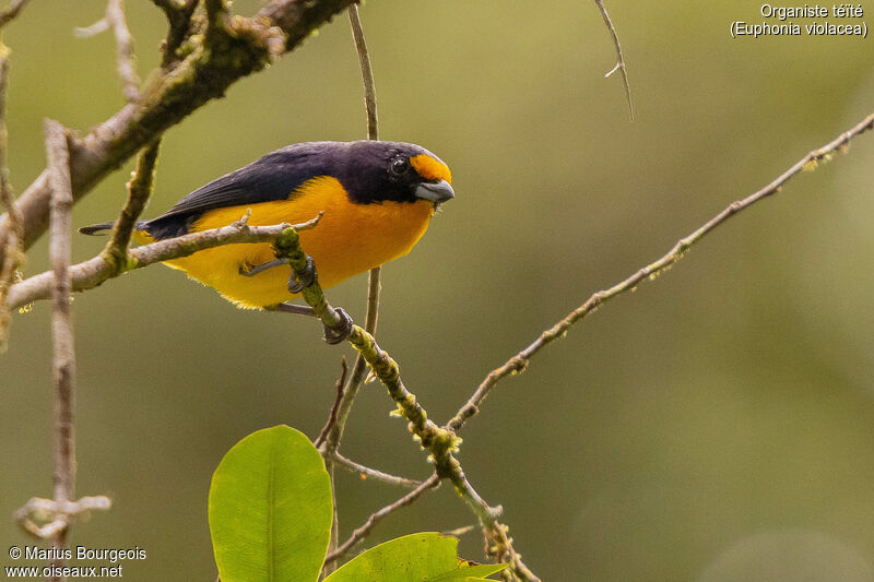 Violaceous Euphonia male adult, Reproduction-nesting