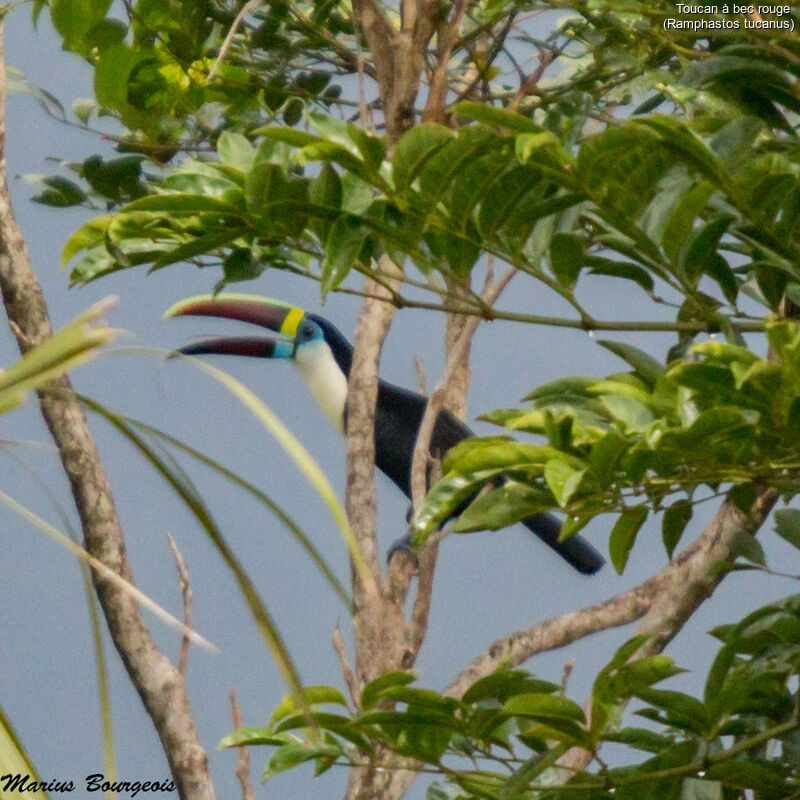 White-throated Toucanadult