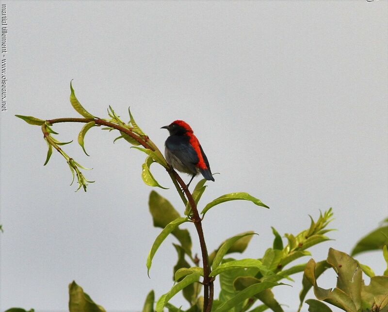 Scarlet-backed Flowerpecker male adult, habitat, pigmentation