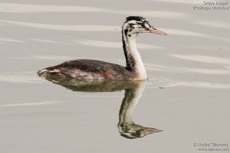 Great Crested GrebeFirst year
