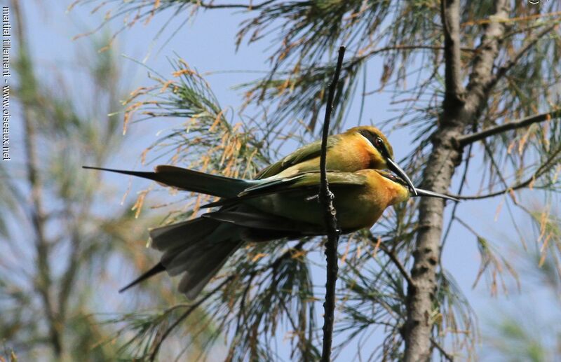 Blue-tailed Bee-eater, mating.