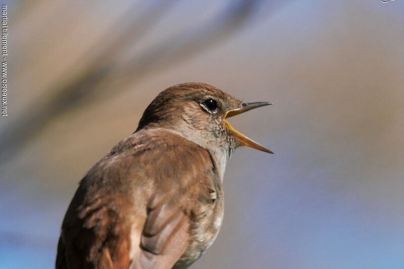 Common Nightingale, close-up portrait
