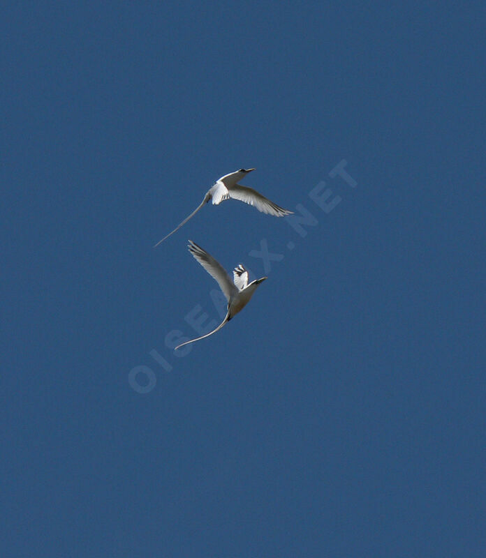 White-tailed Tropicbird adult