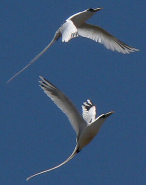 White-tailed Tropicbird