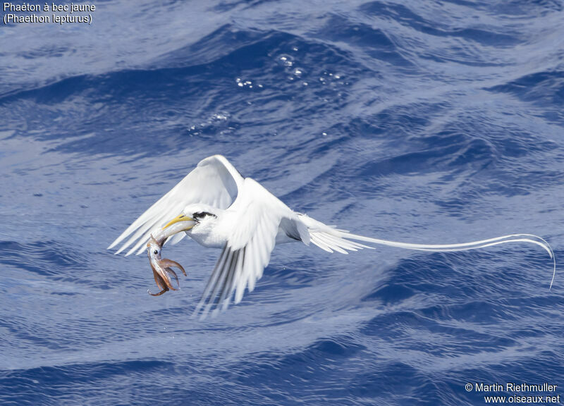 White-tailed Tropicbirdadult, Flight, fishing/hunting, eats