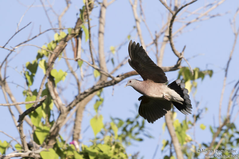 Pigeon de Madagascaradulte, Vol