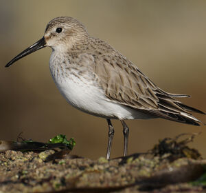 Dunlin 
&copy; Matthieu Can�vet