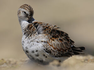 Dunlin 
&copy; Matthieu Can�vet
