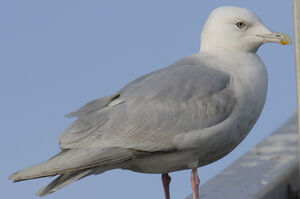 Iceland Gull 
&copy; Matthieu Can�vet
