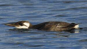 Guillemot de Tro�l