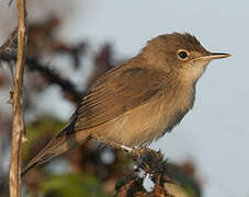 Common Reed Warbler