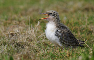 Common Tern 
&copy; Matthieu Can�vet