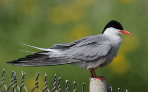 Common Tern 
&copy; Matthieu Can�vet