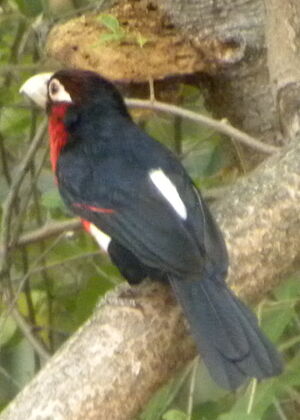 Double-toothed Barbet