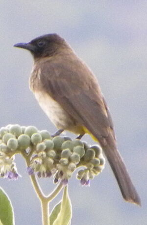 Dark-capped Bulbul