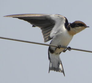 Hirondelle � longs brins