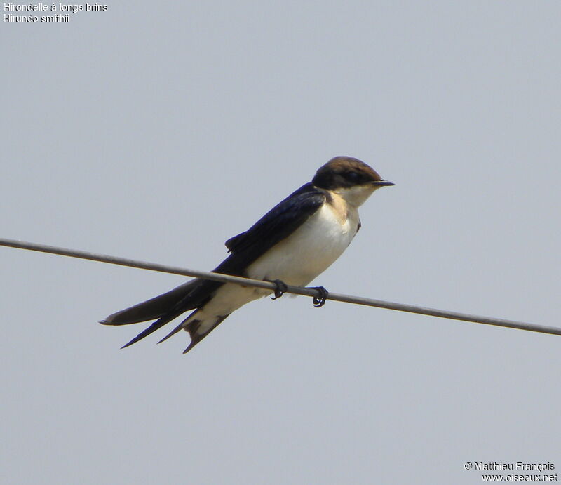 Wire-tailed Swallow, identification