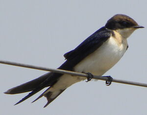 Hirondelle � longs brins