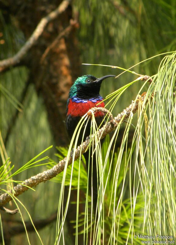 Red-chested Sunbird male adult, identification