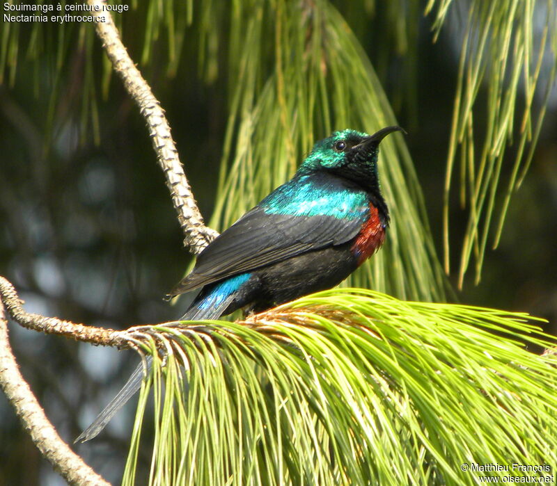 Red-chested Sunbird male, identification
