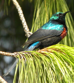 Red-chested Sunbird