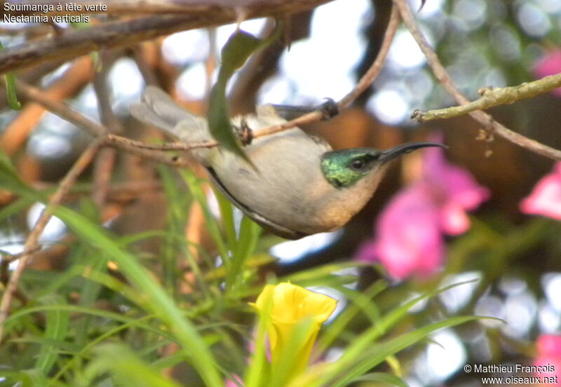 Green-headed Sunbird female